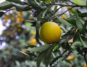 yellow citrus fruit thumbnail