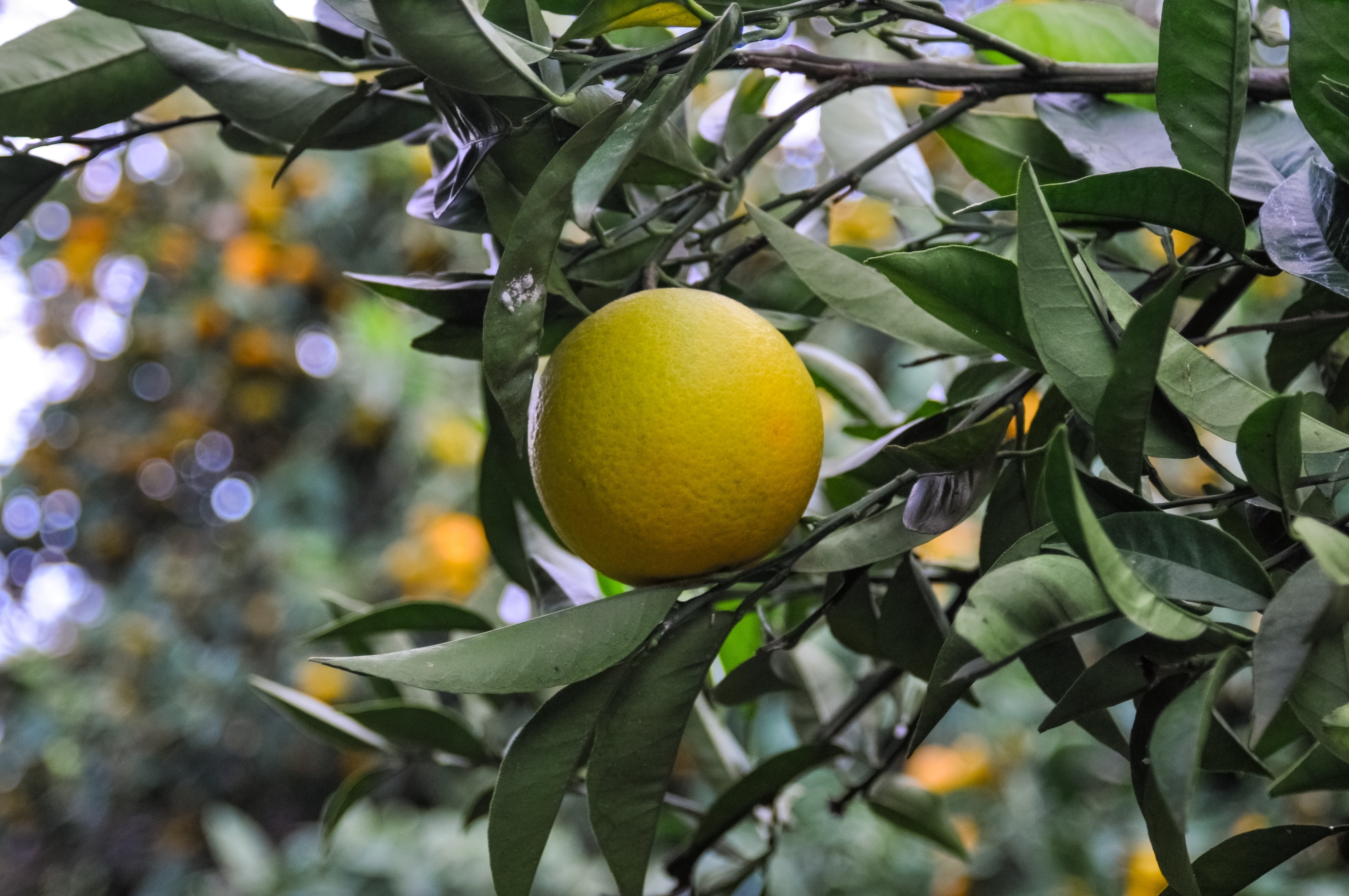 yellow citrus fruit
