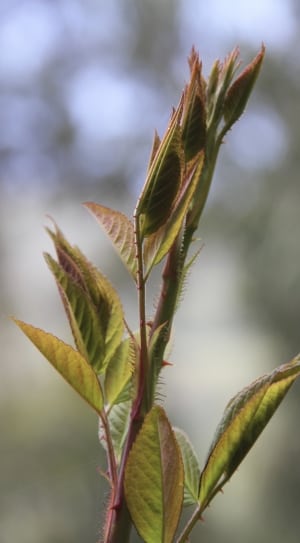 green and maroon leaf plant thumbnail