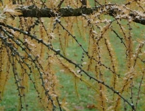 gray and beige tree branch thumbnail