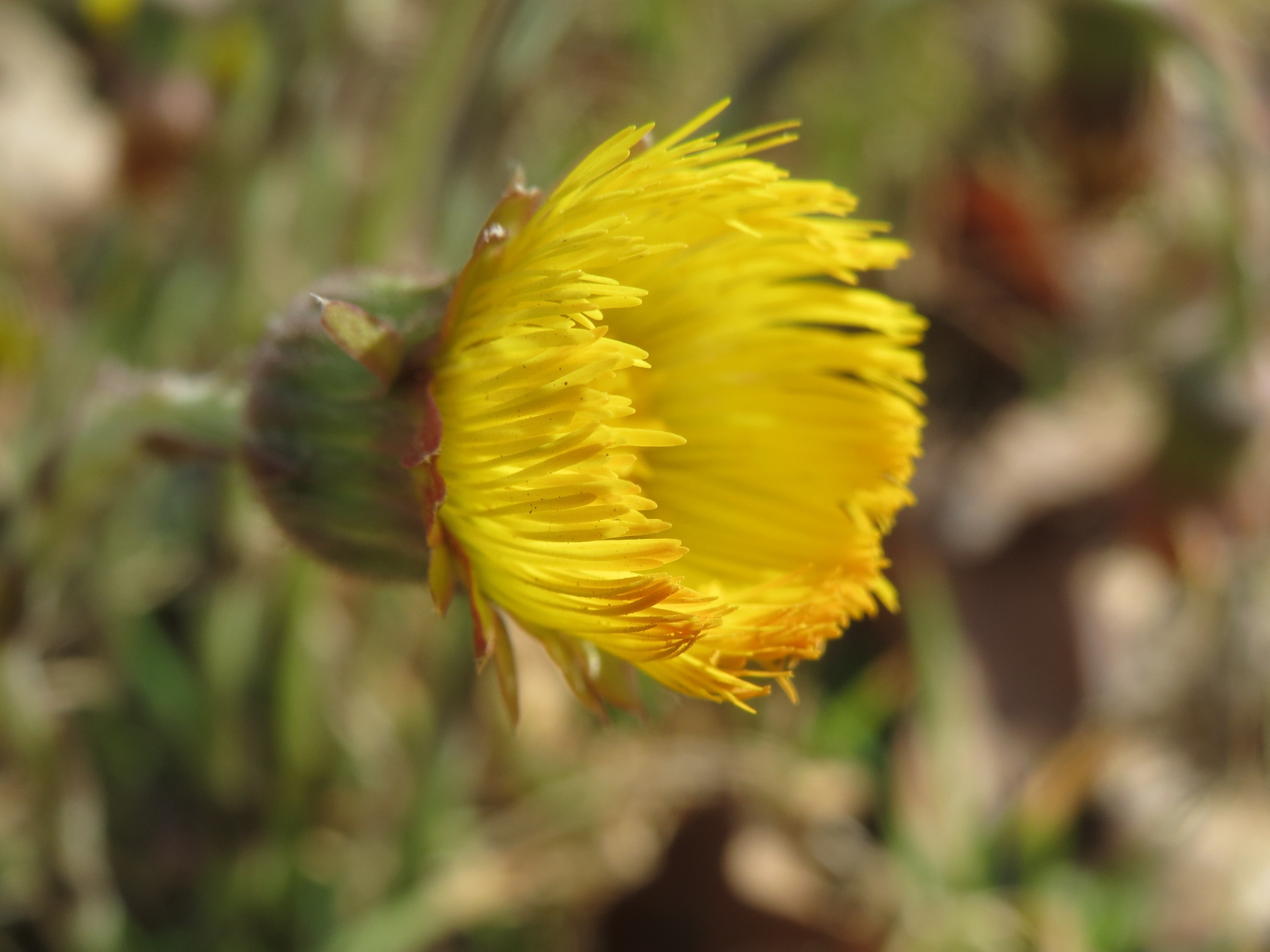 close up view of yellow and green flower