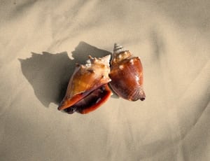 2 brown conches thumbnail