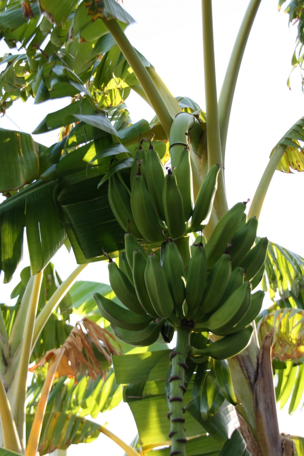 banana tree preview