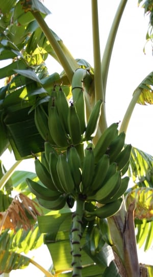 banana tree thumbnail