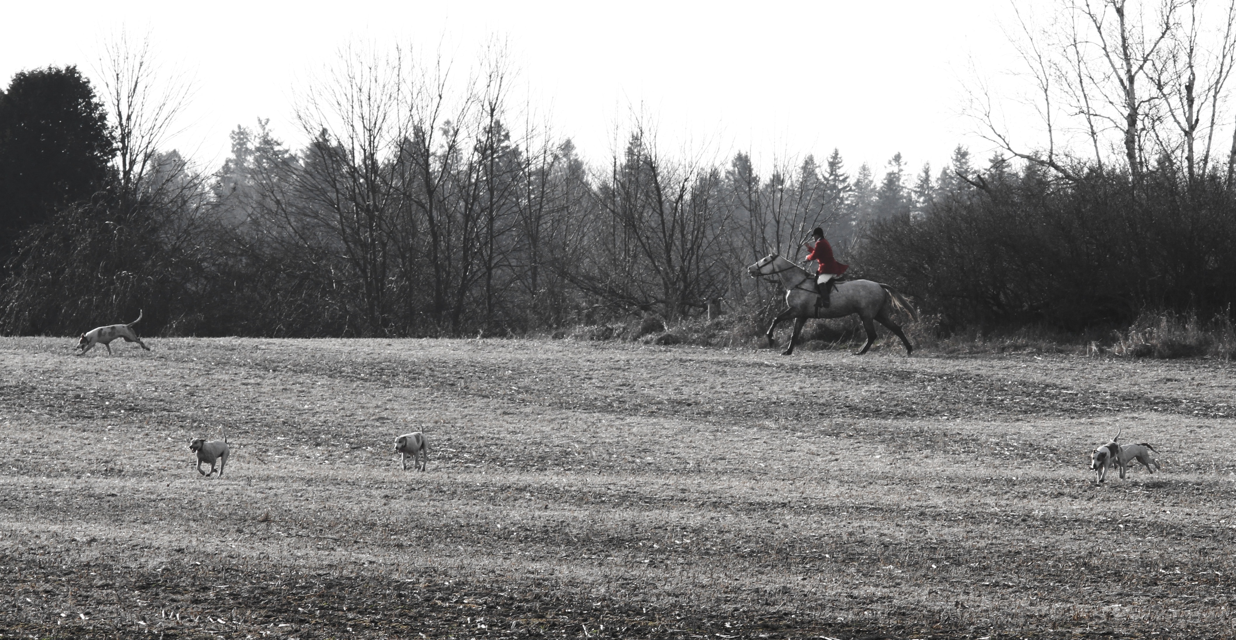 man riding on horse beside forests