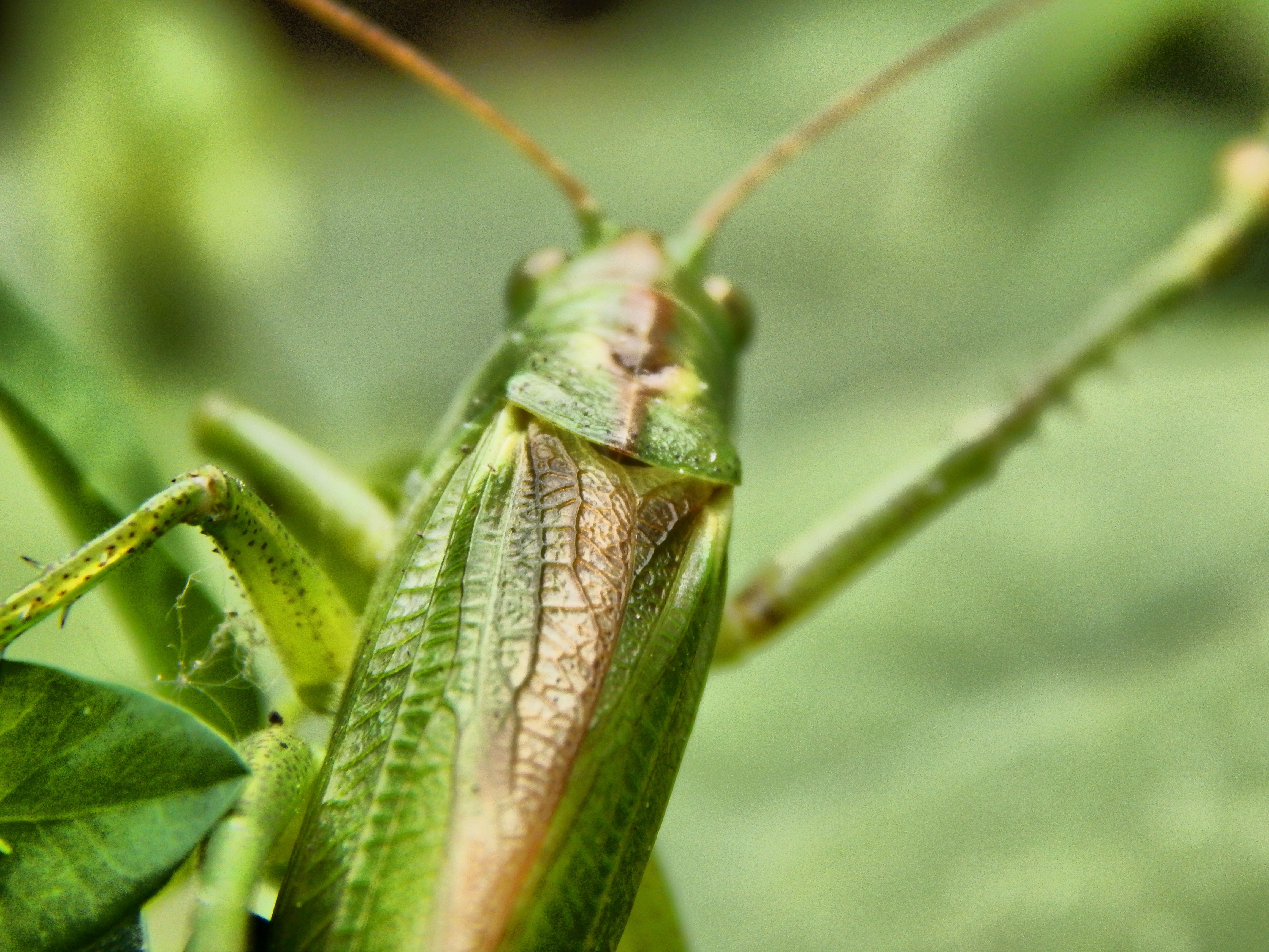 closeup photography of green grasshopper