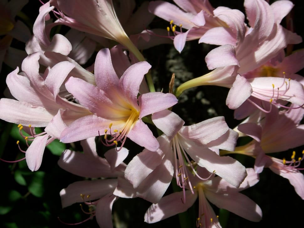 pink lilies preview