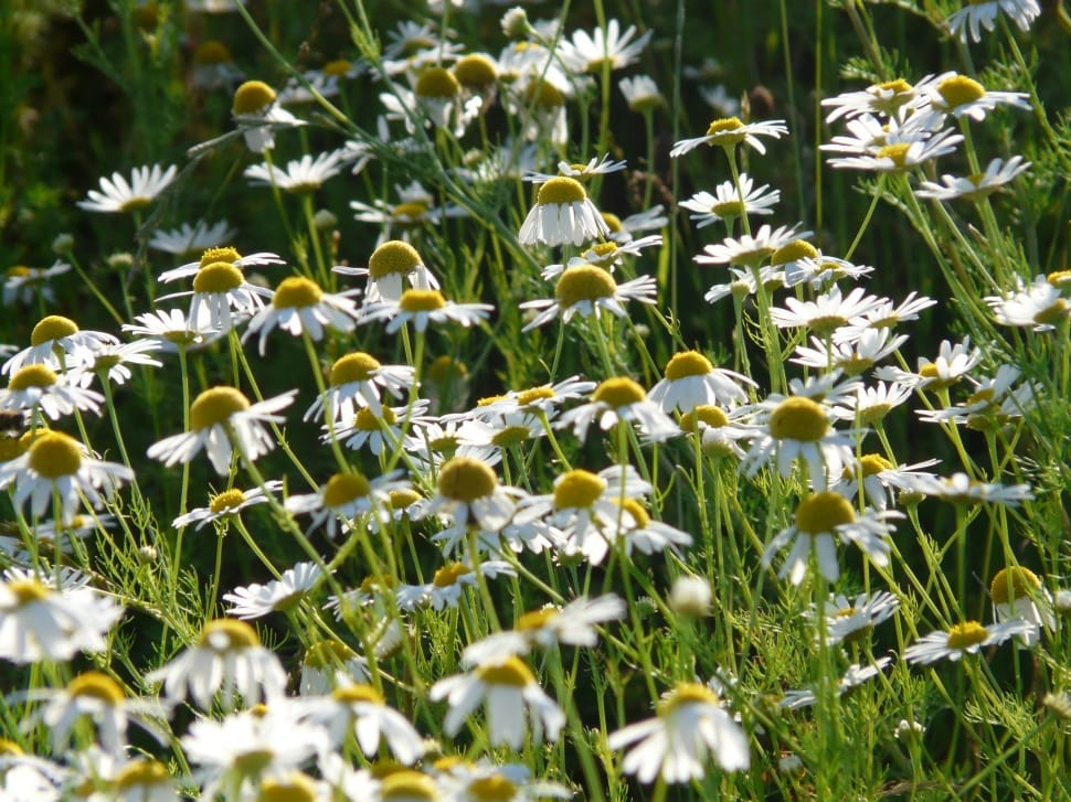 white cone flower field preview