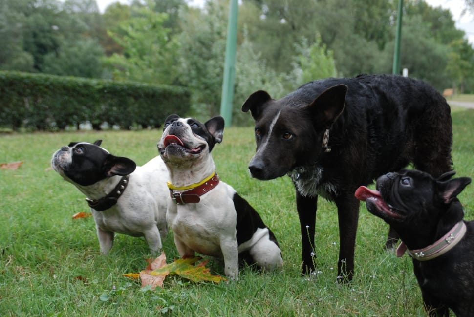 3 french bulldog and black short coat medium coat dog preview