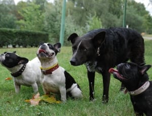 3 french bulldog and black short coat medium coat dog thumbnail