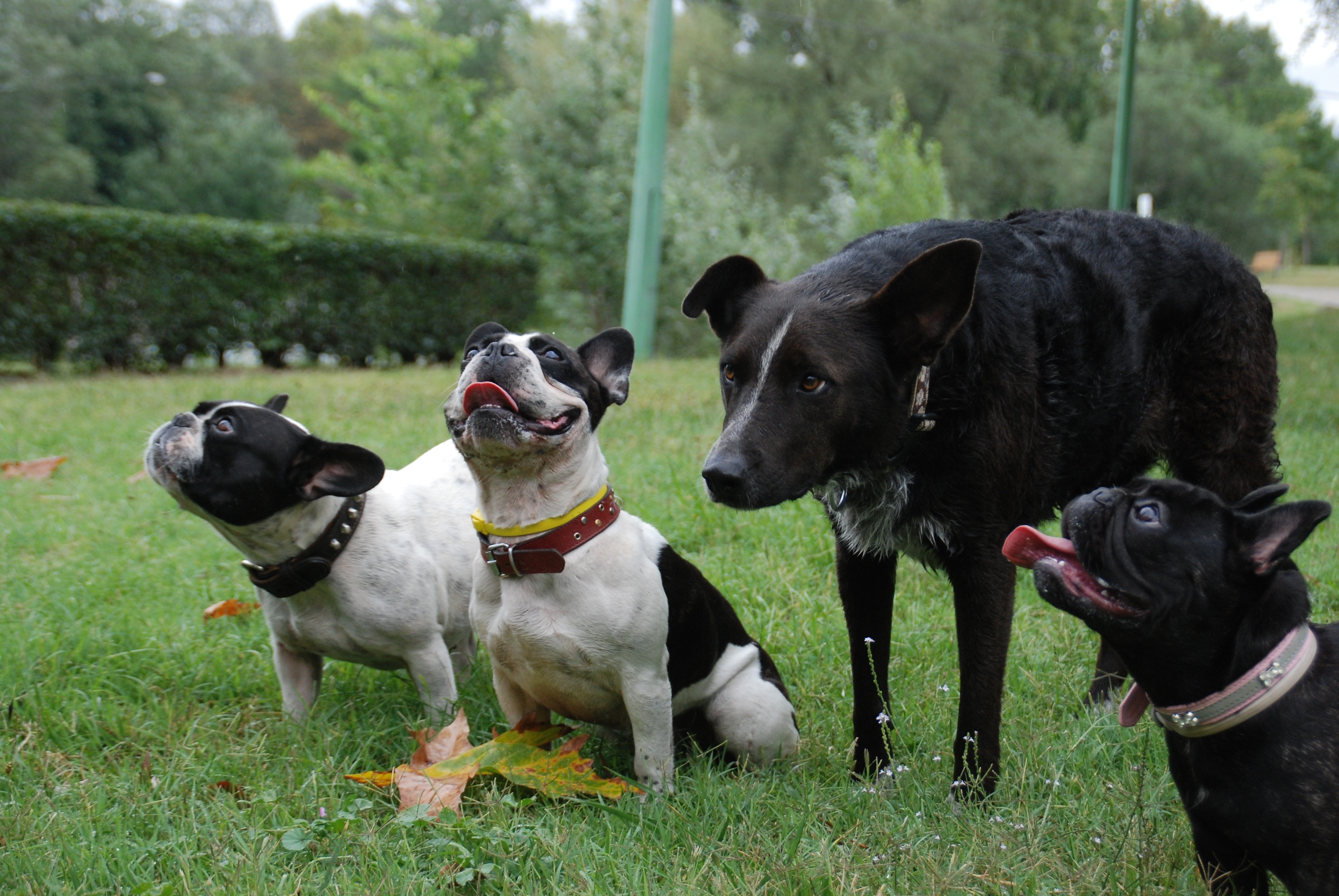3 french bulldog and black short coat medium coat dog