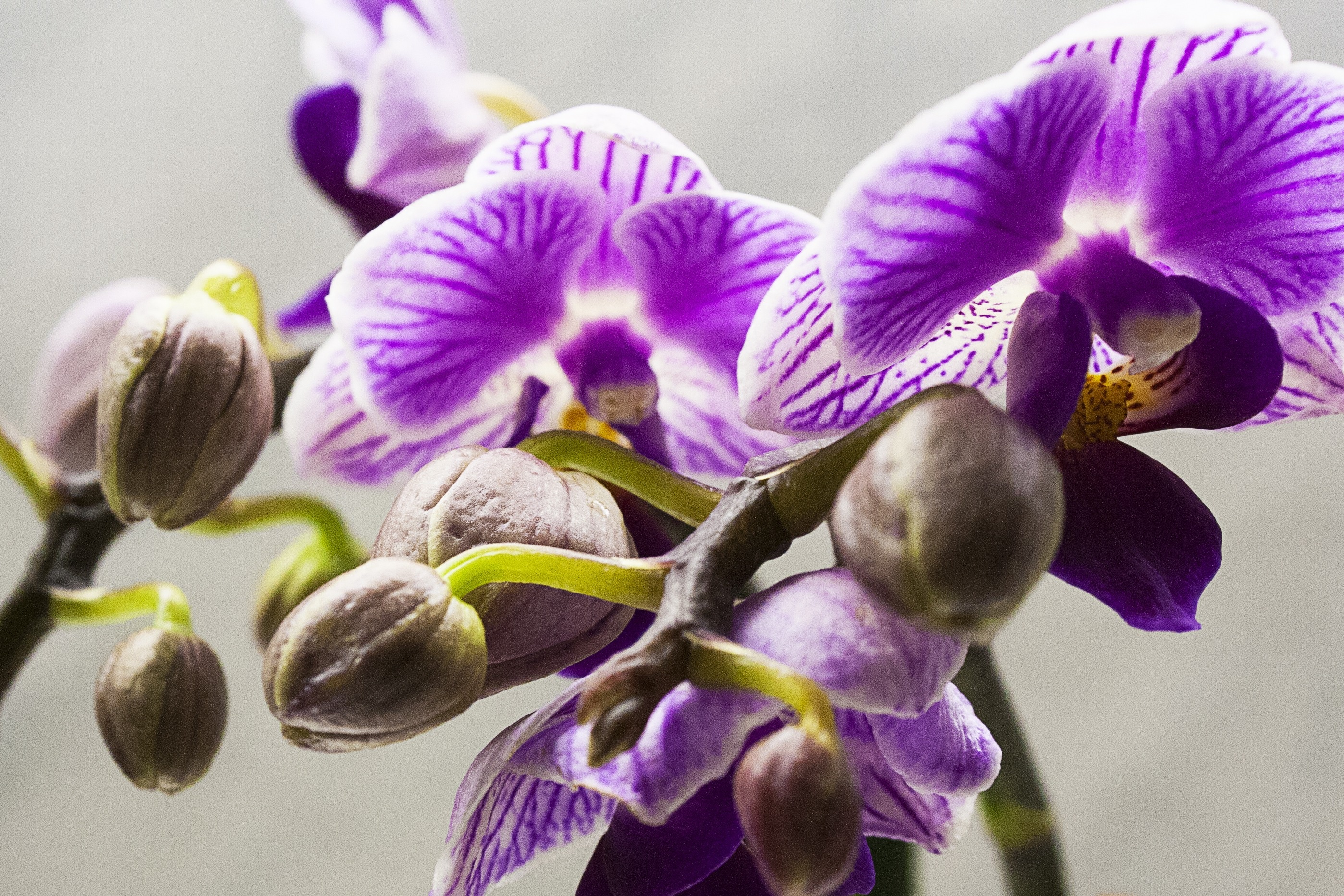 purple moth orchid