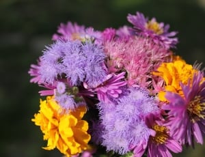 yellow and purple petaled flower thumbnail