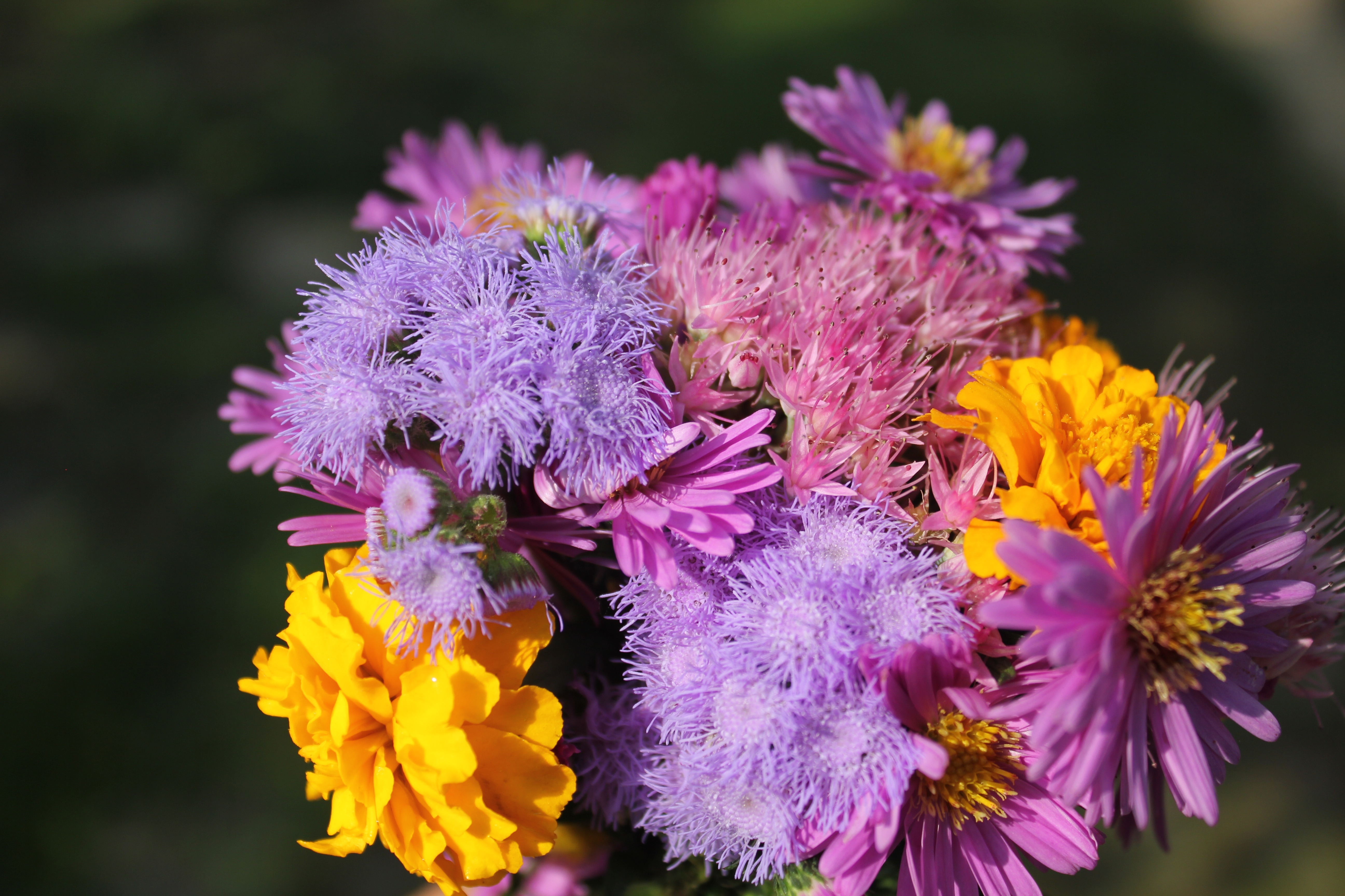 yellow and purple petaled flower