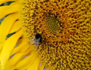 honey bee perched on sunflower thumbnail