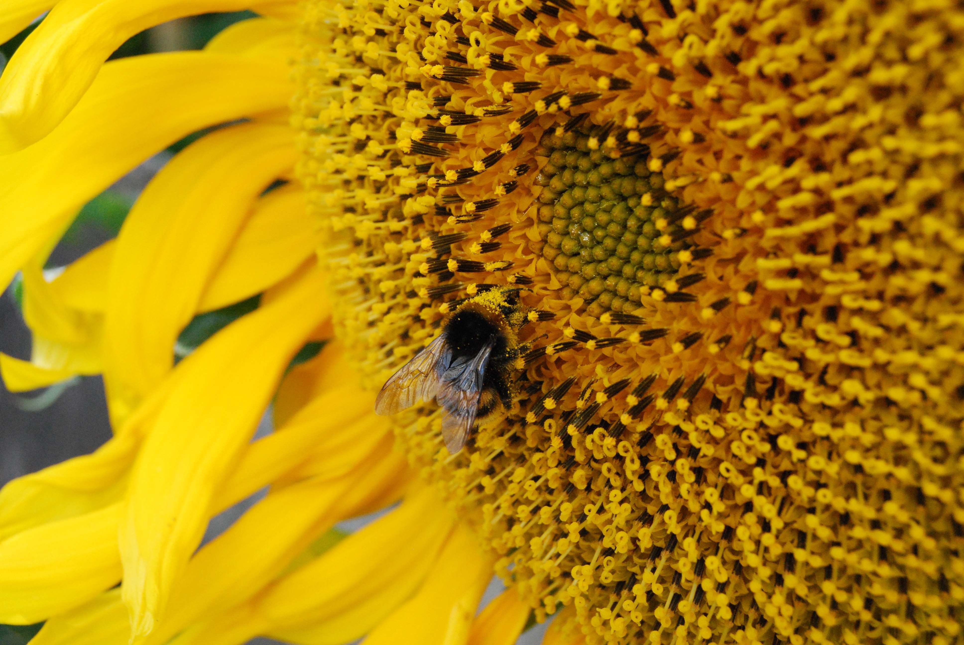 honey bee perched on sunflower