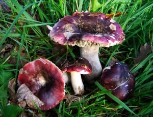 purple and white mushroom thumbnail