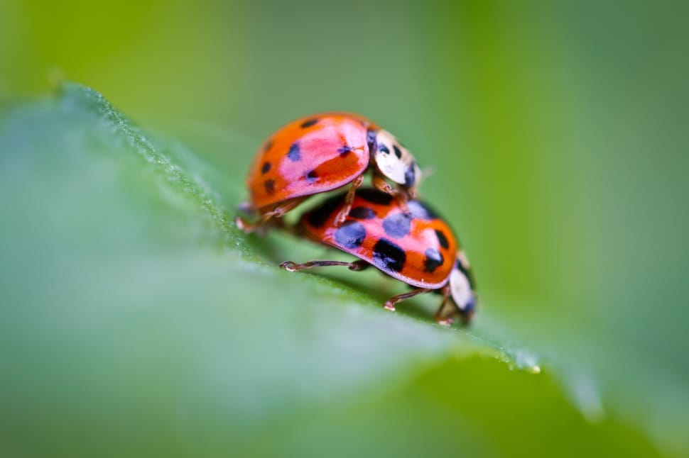 2 spotted ladybugs beetle preview