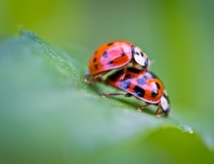 2 spotted ladybugs beetle thumbnail
