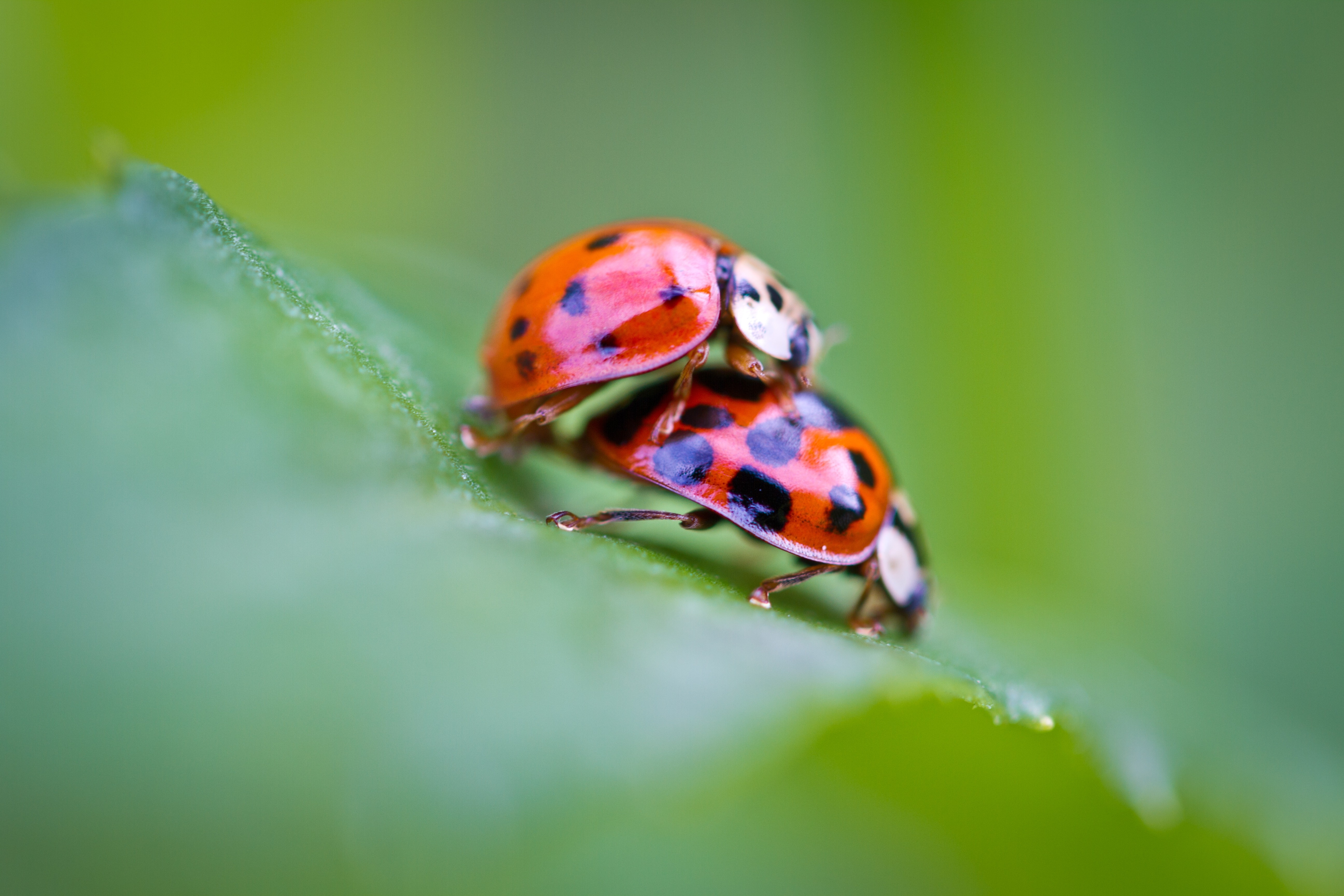 2 spotted ladybugs beetle