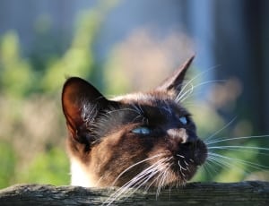 black and beige short fur cat thumbnail