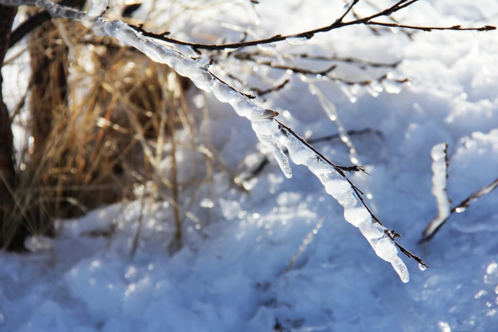 tree branch covered with snow preview
