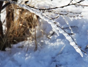 tree branch covered with snow thumbnail