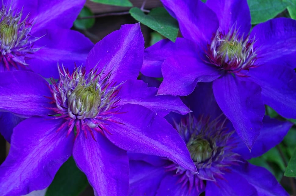 purple flowers preview