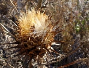 white and brown spiky plant thumbnail