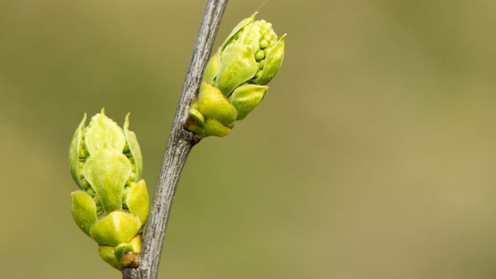 green flower bud preview