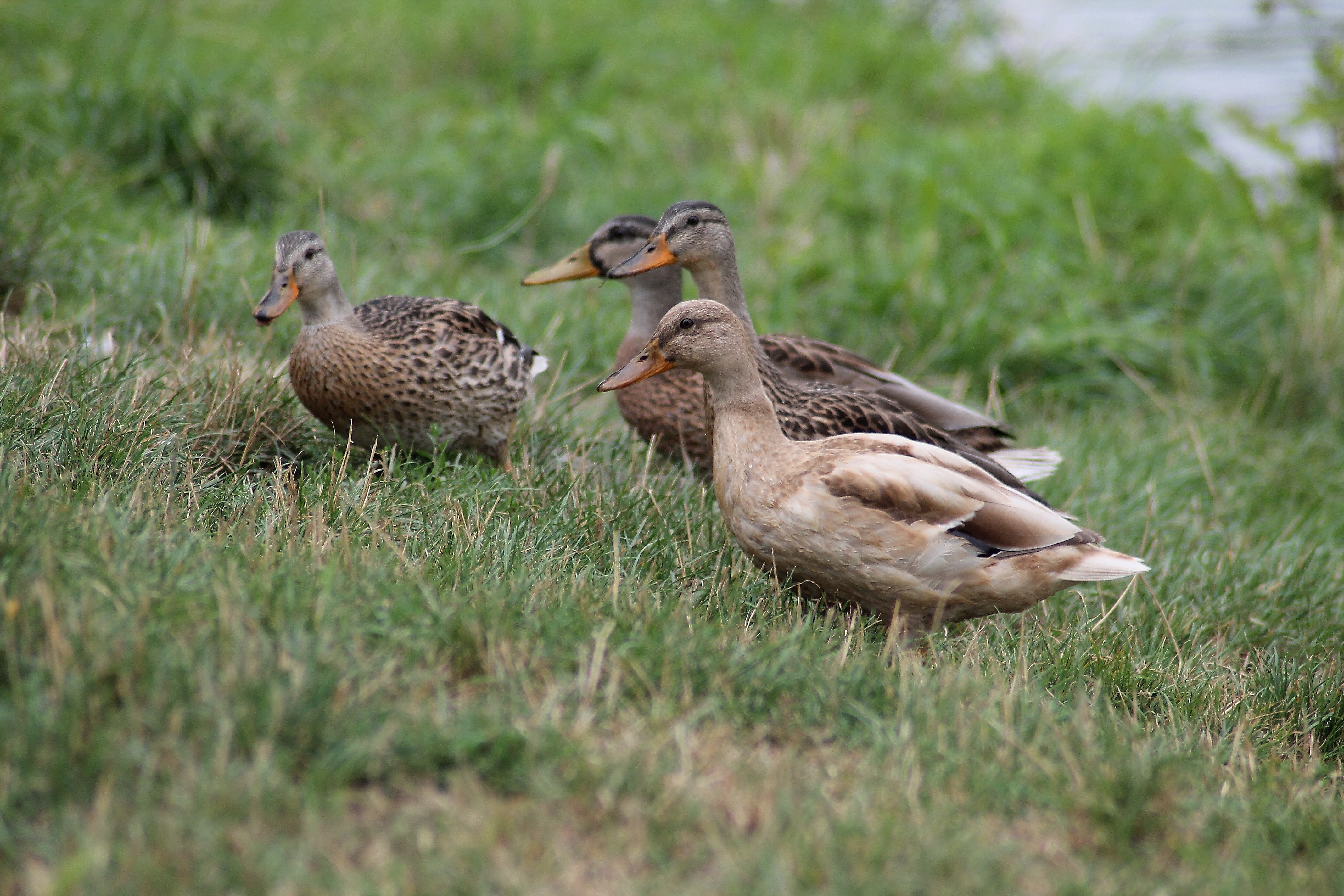 four ducks