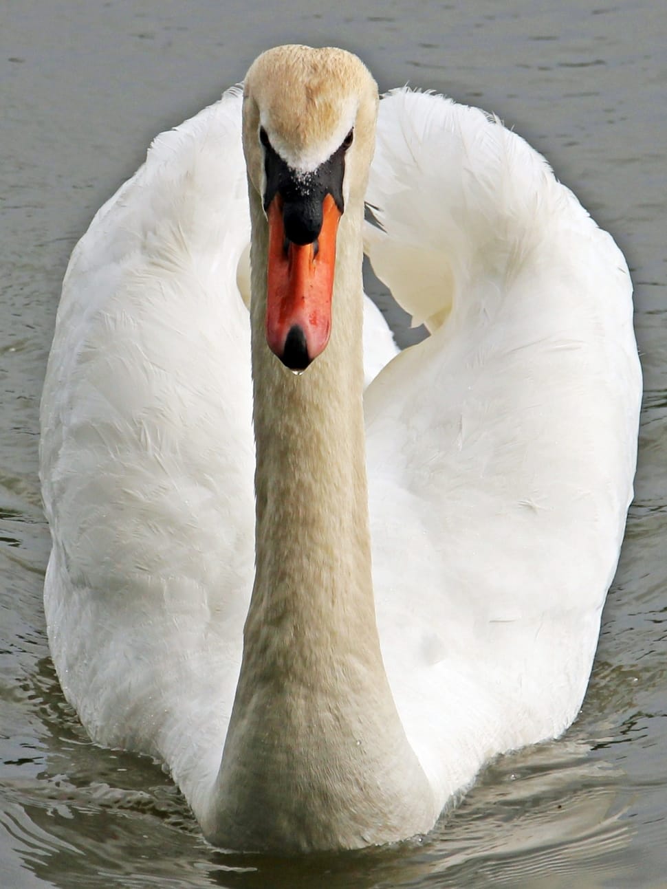 mute swan preview
