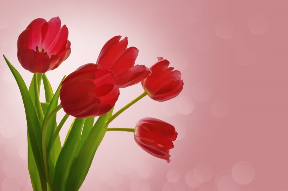 red tulips preview