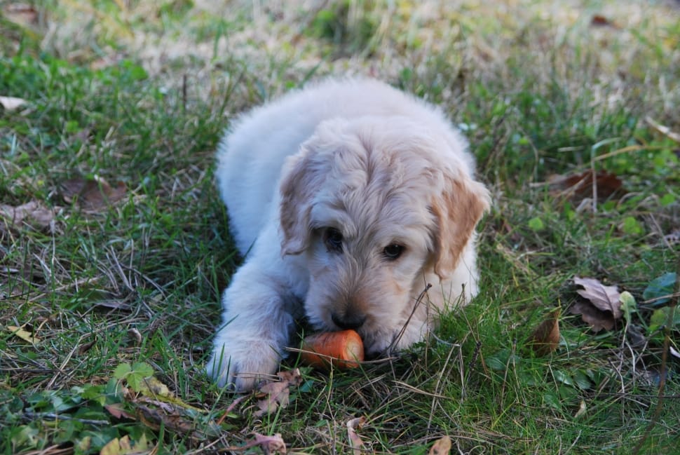 photo of white dog smelling carrot preview
