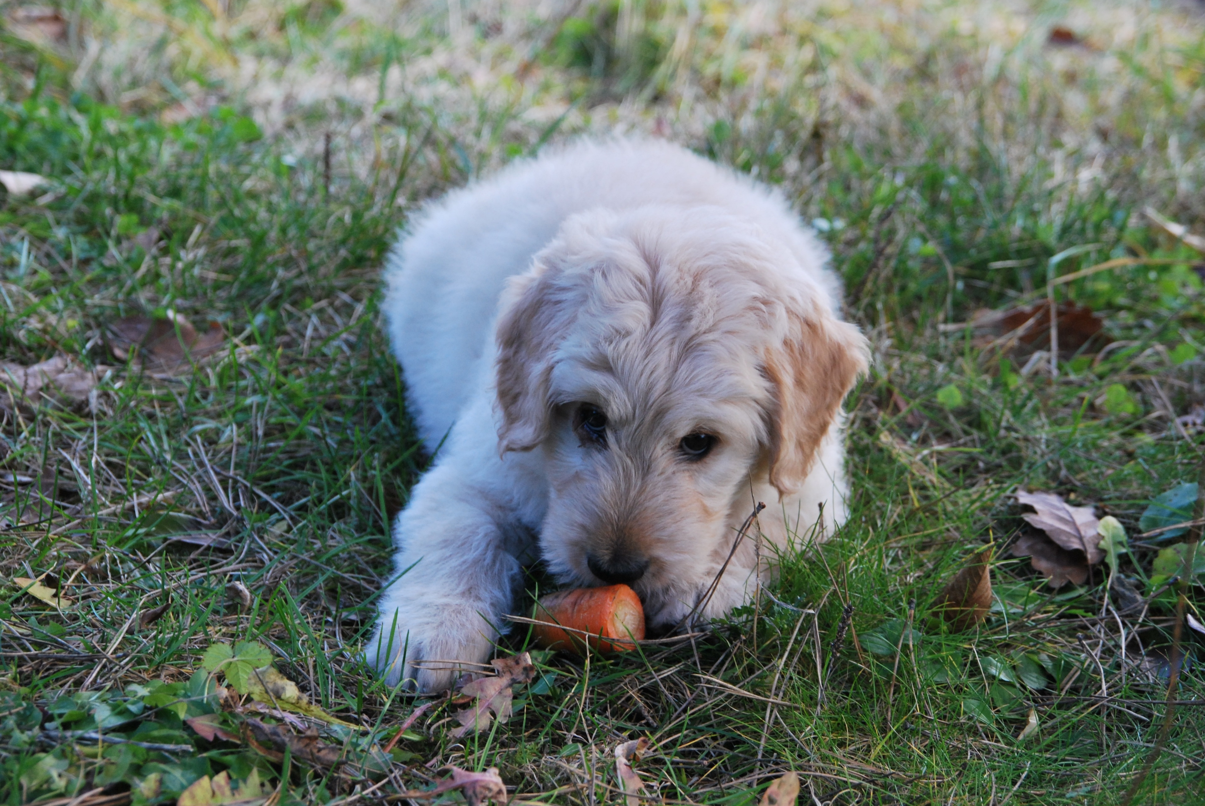 photo of white dog smelling carrot