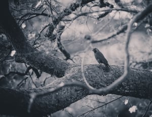 grayscale photo of bird on tree thumbnail