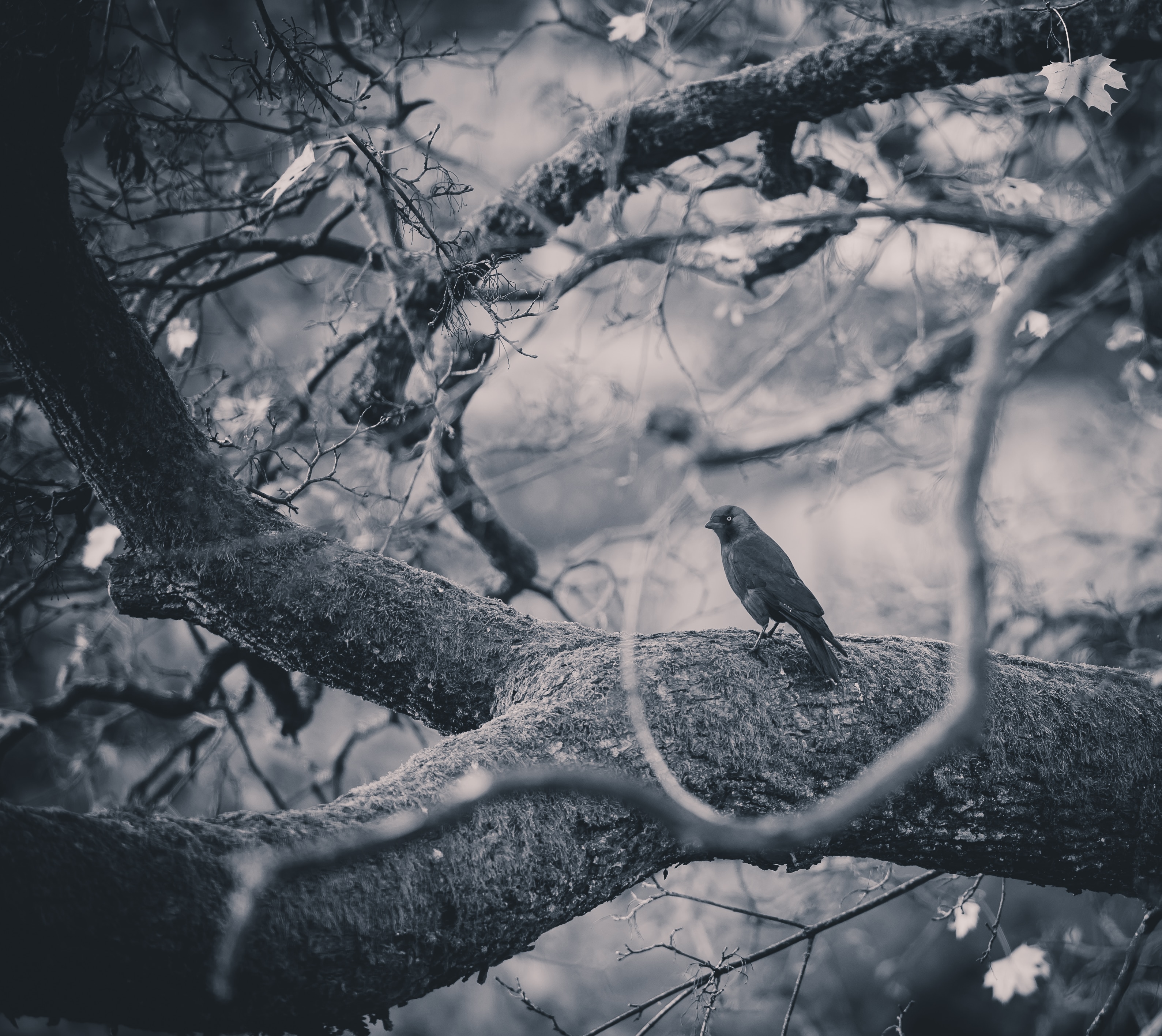 grayscale photo of bird on tree
