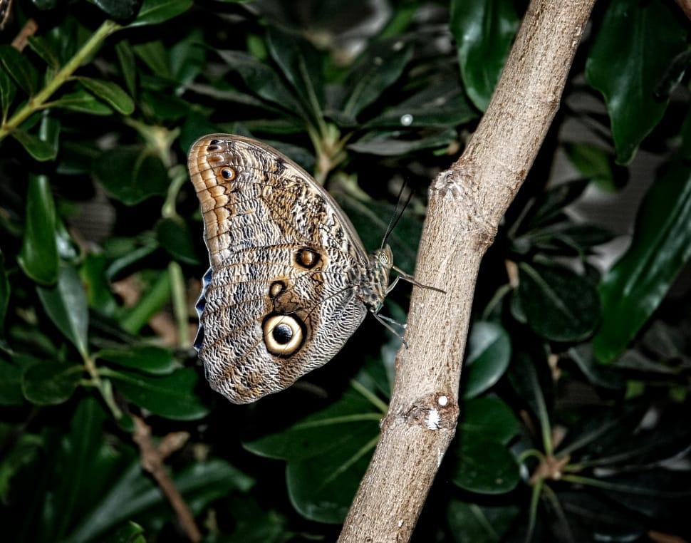 Caligo, Eurilochus, Butterfly, one animal, animal wildlife preview