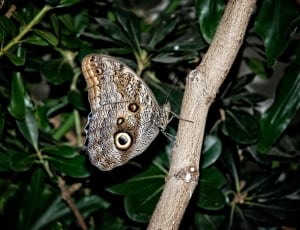 Caligo, Eurilochus, Butterfly, one animal, animal wildlife thumbnail