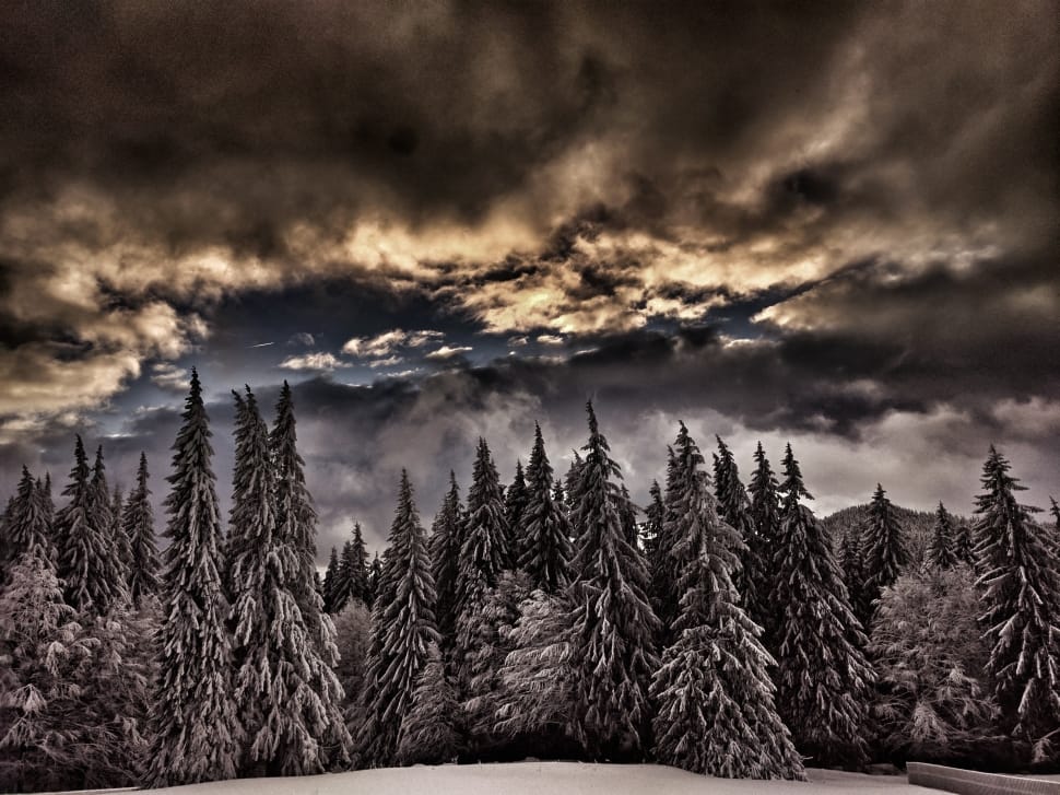snow covered pine trees under gray cloudy sky during daytime preview