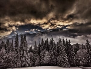 snow covered pine trees under gray cloudy sky during daytime thumbnail