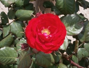 red clustered petaled flower thumbnail