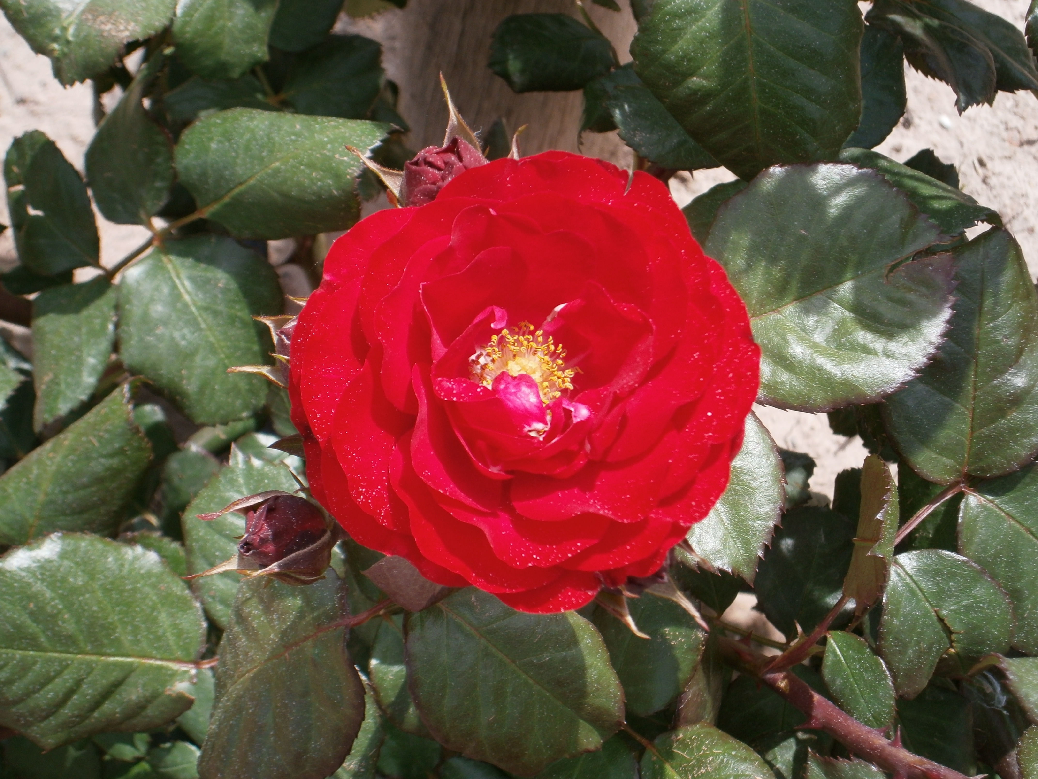 red clustered petaled flower