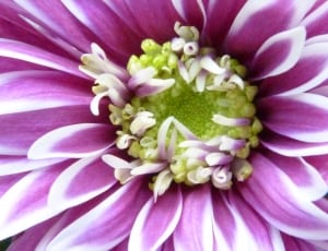 macro photo of pink and white flower thumbnail