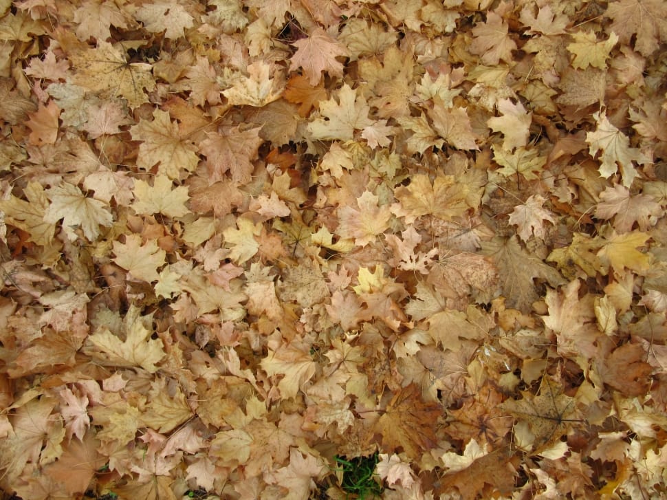 brown and beige leaves preview