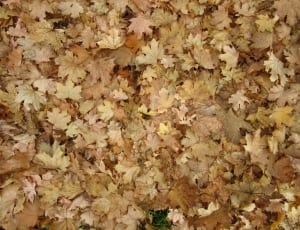 brown and beige leaves thumbnail