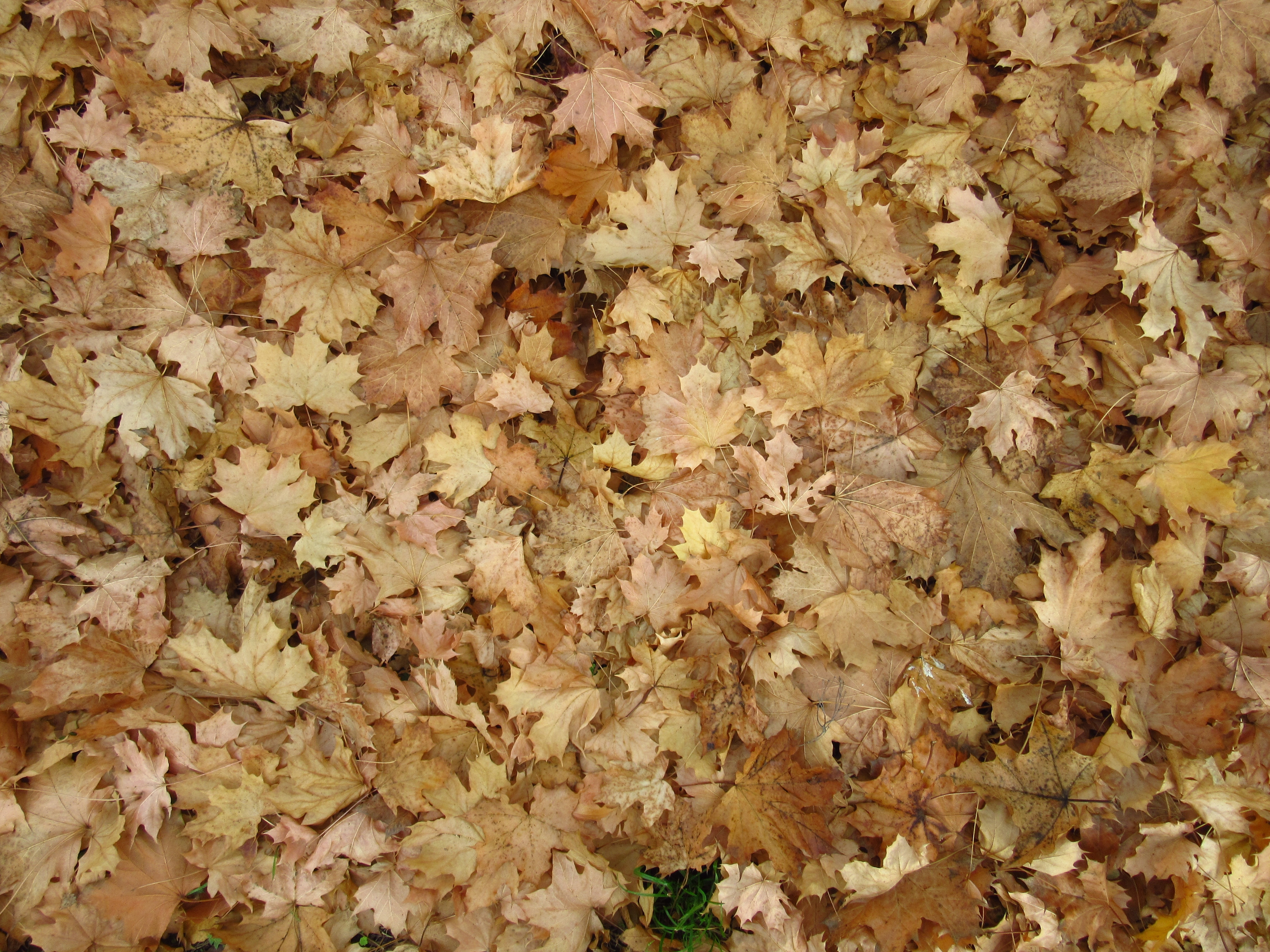 brown and beige leaves