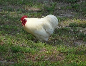 yellow and white bantam rooster thumbnail