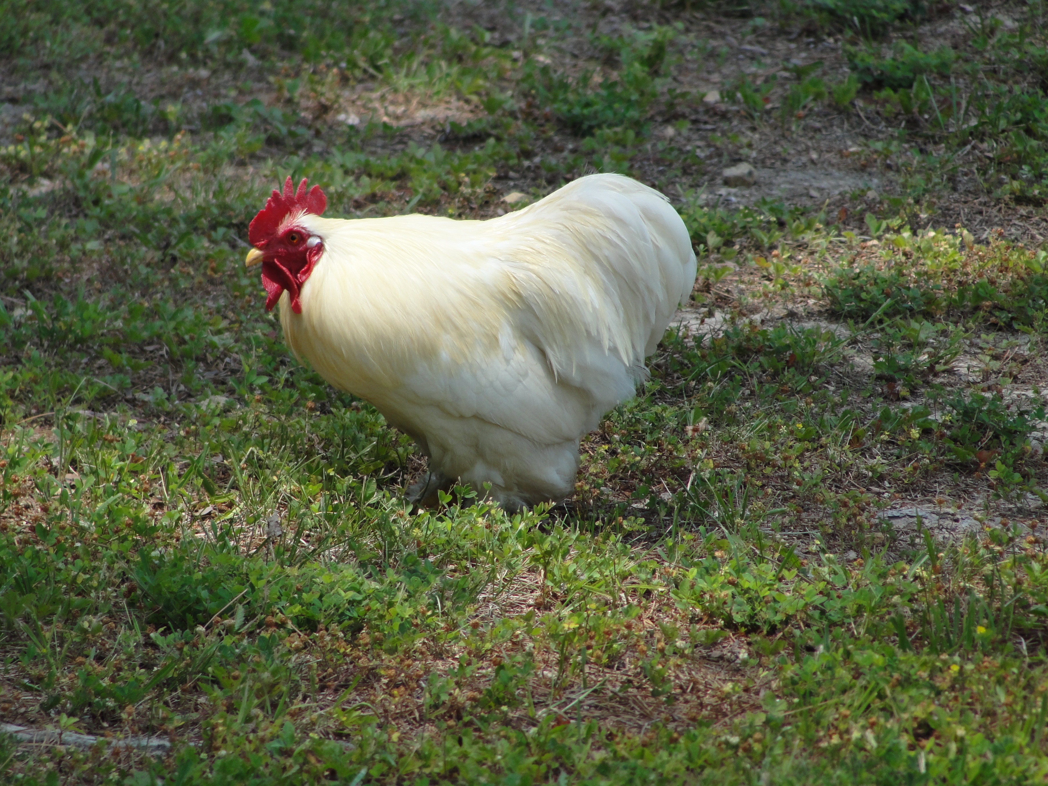 yellow and white bantam rooster