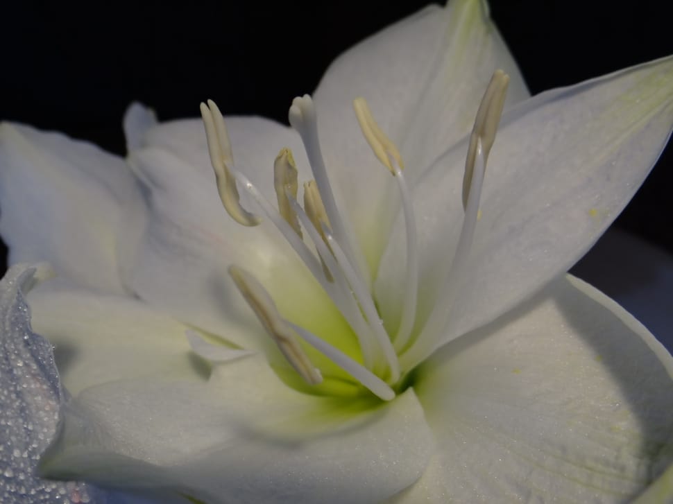 white lily macro photography preview